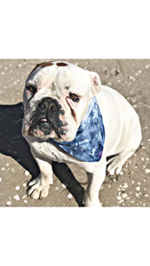 CUSTOM Dog pup bandana bibs